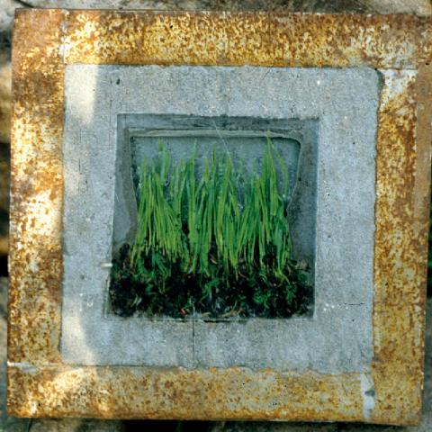 Grass Drawing